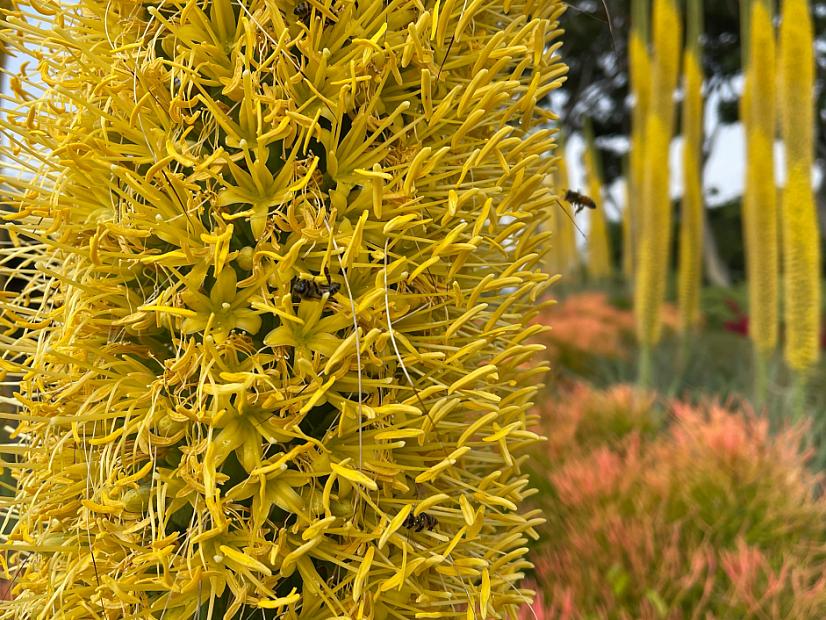Agave vilmoriniana - Octopus Agave