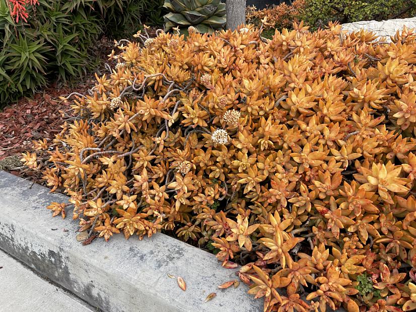 Sedum nussbaumerianum - Coppertone Stonecrop