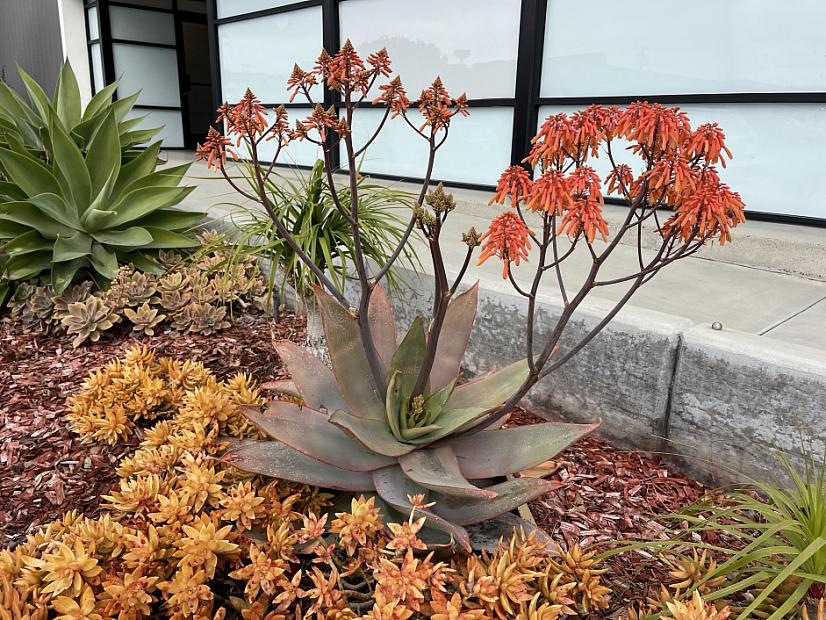 Sedum nussbaumerianum - Coppertone Stonecrop