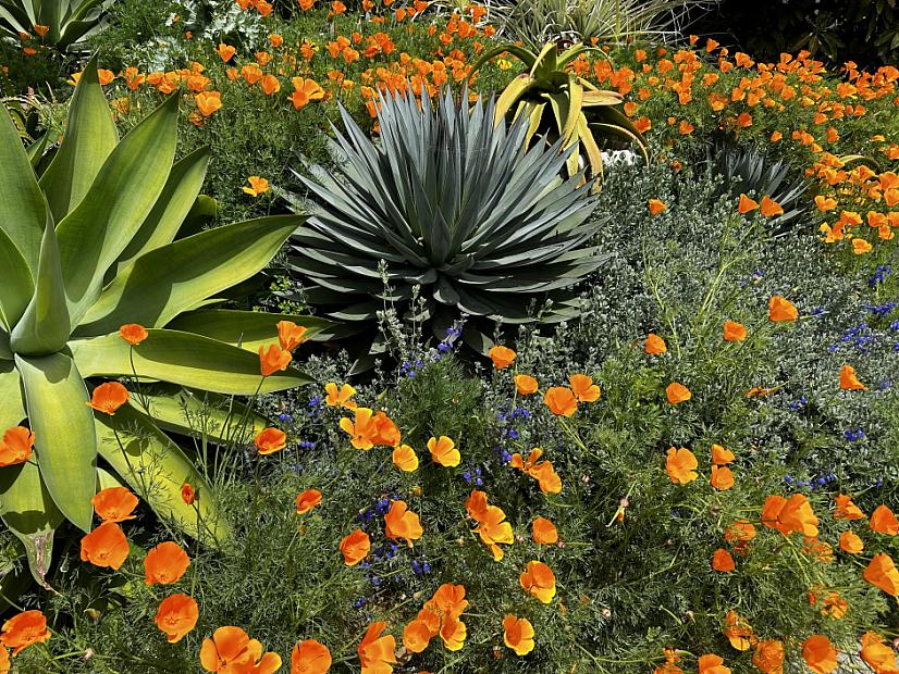 Agave 'Blue Glow' - Agave