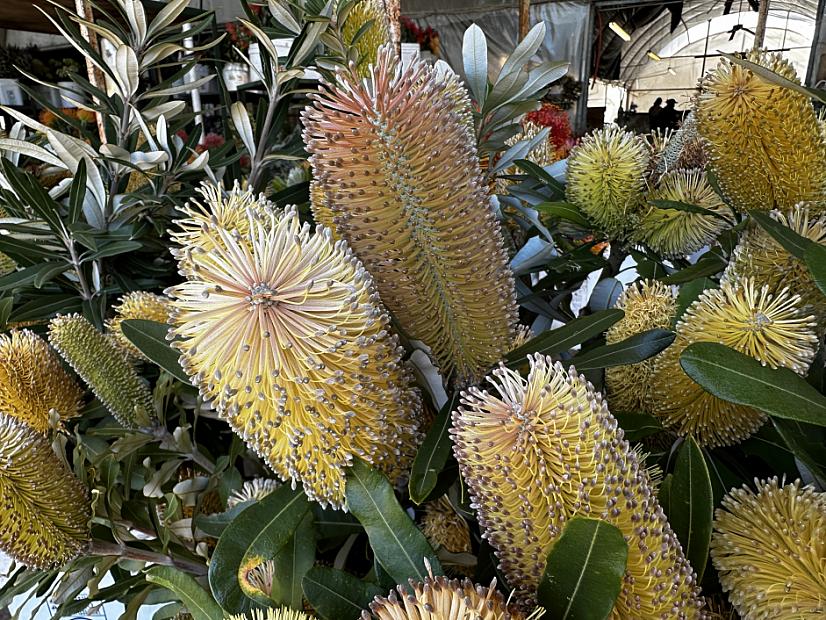 Banksia integrifolia - Coast Banksia