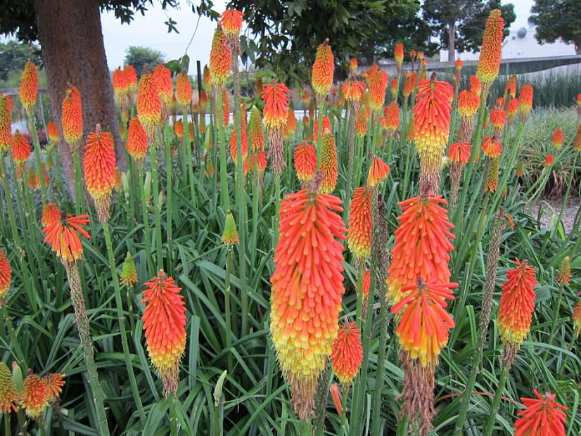 Kniphofia 'Christmas Cheer' - Torch lily