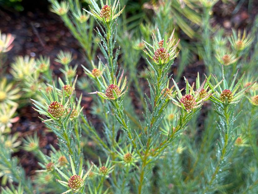Leucadendron 'Crown Jubilee' - Leucadendron