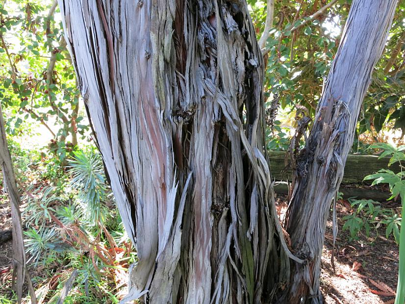 Lyonothamnus floribundus ssp. asplenifolius - Feanleaf Catalina ironwood
