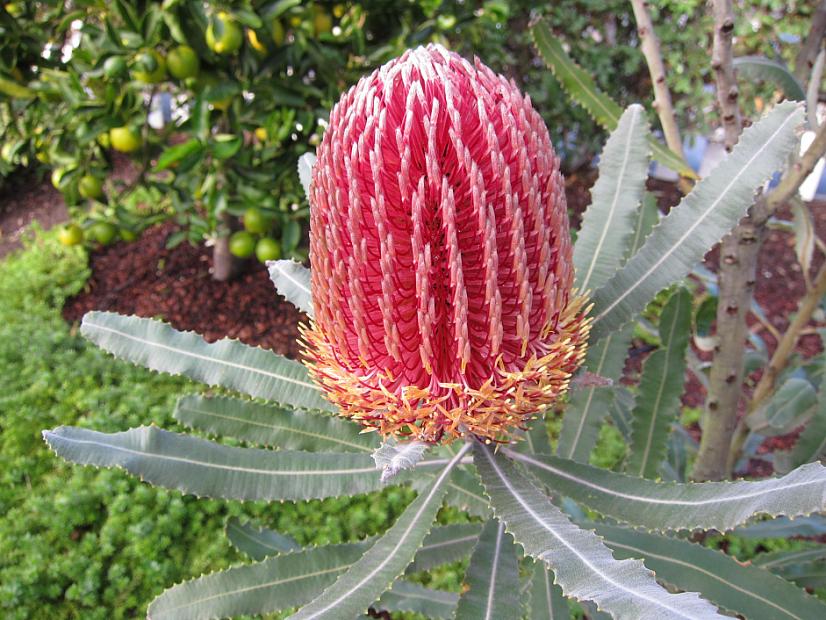Banksia menziesii - Firewood Banksia
