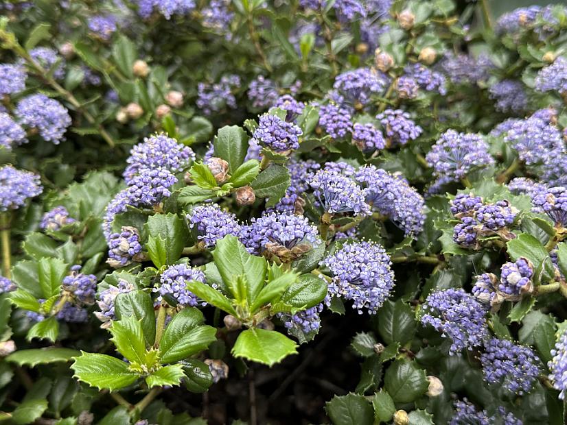 Ceanothus gloriosus 'Anchor Bay' - Pt. Reyes ceanothus