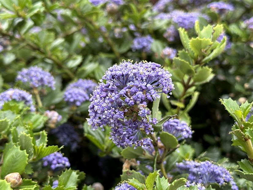 Ceanothus gloriosus 'Anchor Bay' - Pt. Reyes ceanothus