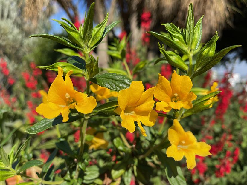 Mimulus 'Jelly Bean Gold' - Monkey flower