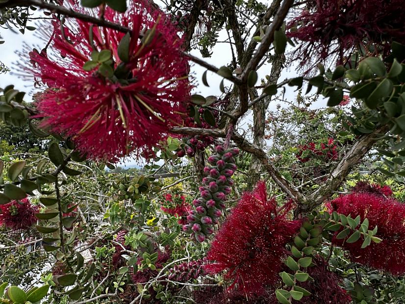 Melaleuca elliptica - Granite honey myrtle