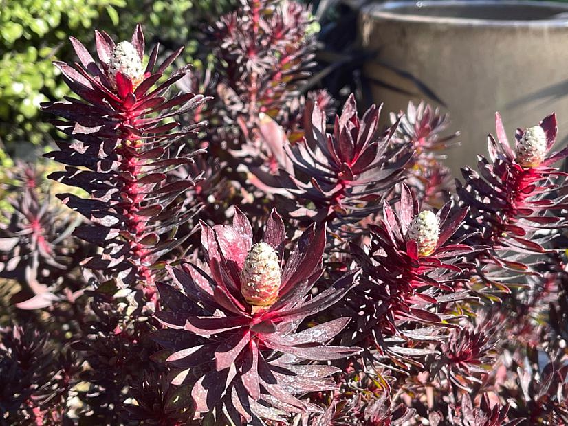 Leucadendron 'Ebony' - Ebony conebush
