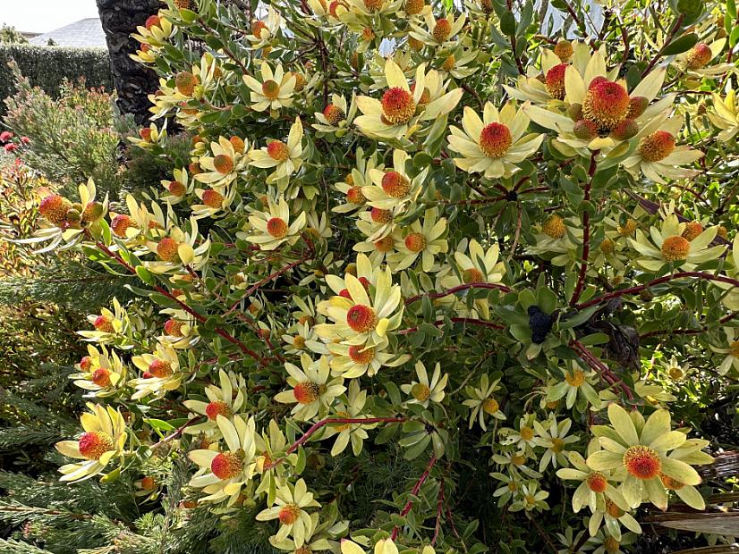 Leucadendron 'Cloudbank Ginny' - No common name
