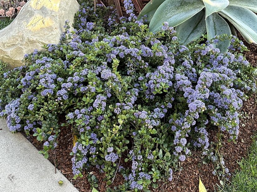 Ceanothus gloriosus 'Anchor Bay' - Pt. Reyes ceanothus