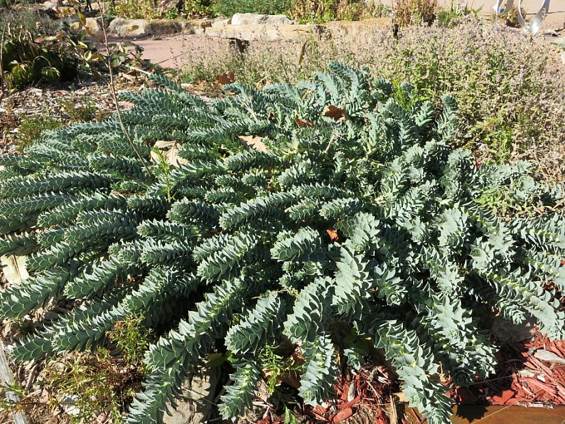 Euphorbia myrsinites - Myrtle spurge