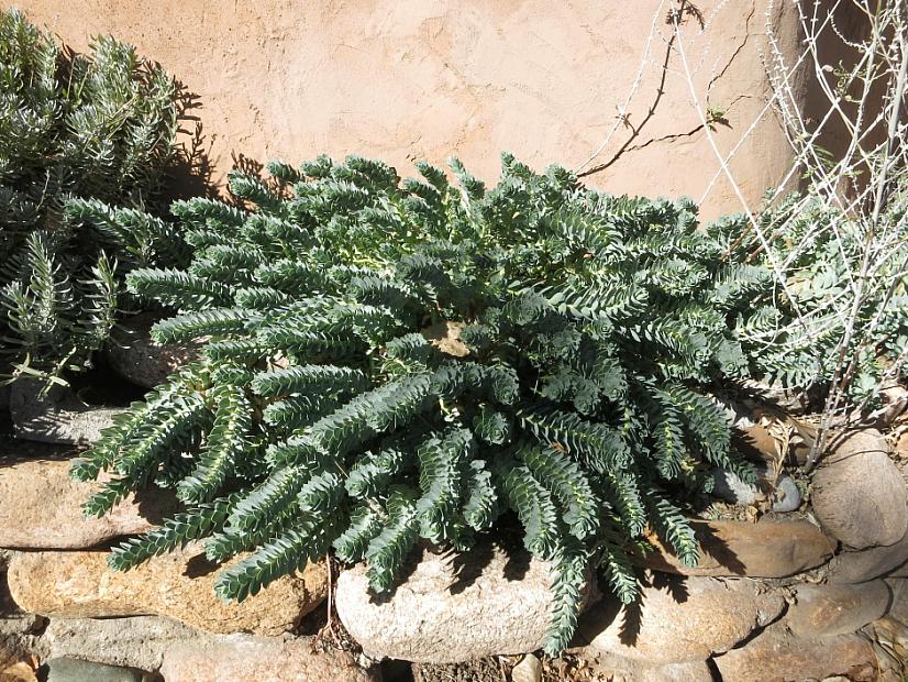 Euphorbia myrsinites - Myrtle spurge