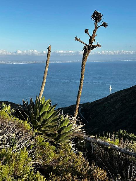 Agave shawii - Coastal agave