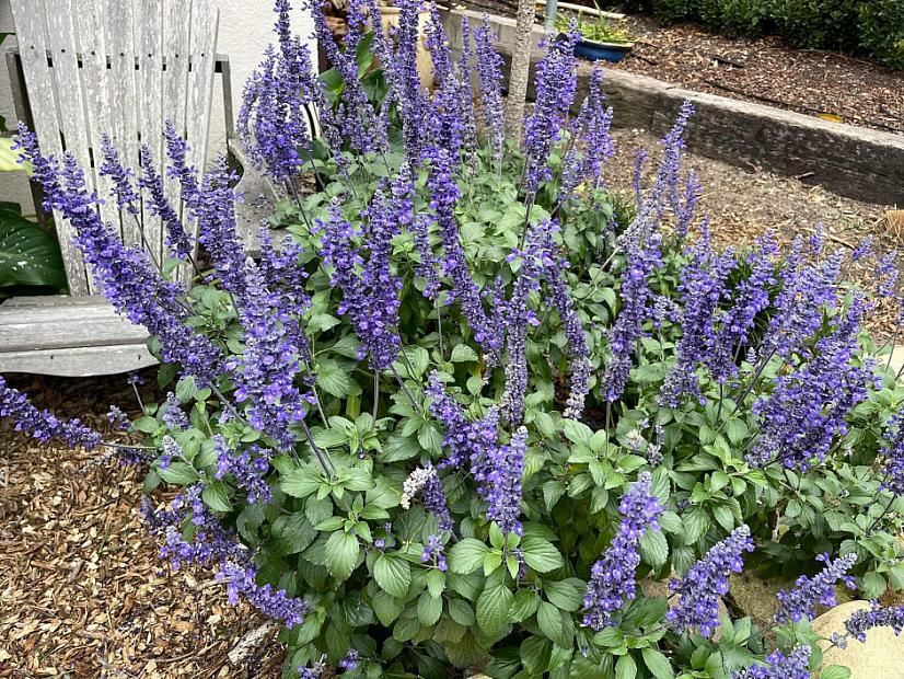 Salvia 'Mystic Spires Blue' - Sage