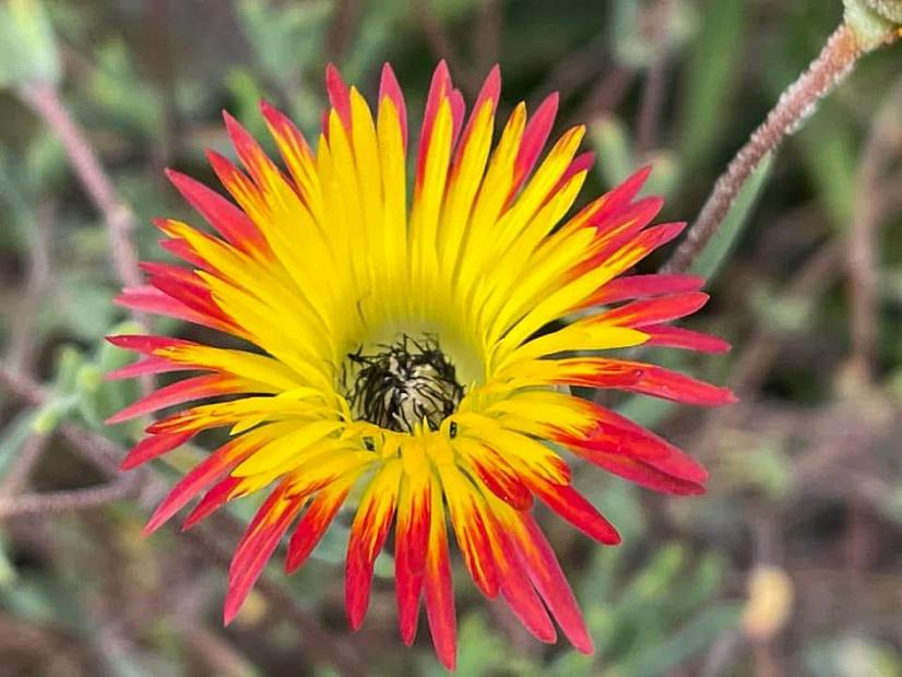 Drosanthemum micans - Robertson Dewflower