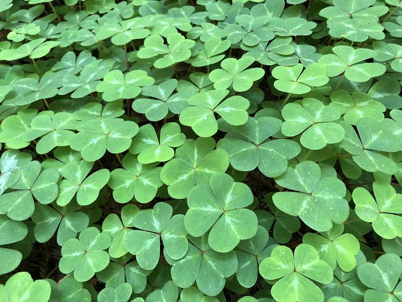 Oxalis oregana - Redwood sorrel