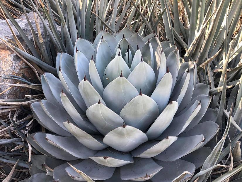 Agave parryi var. truncata - Mescal agave