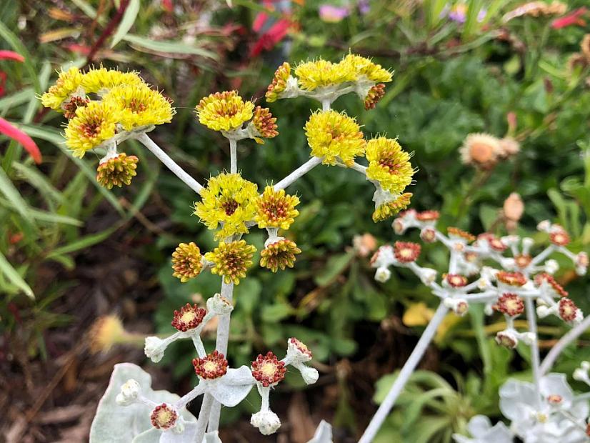 Eriogonum crocatum - Conejo buckwheat