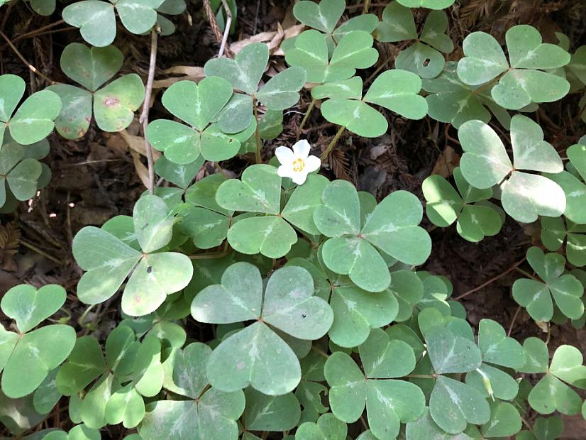 Oxalis oregana - Redwood sorrel
