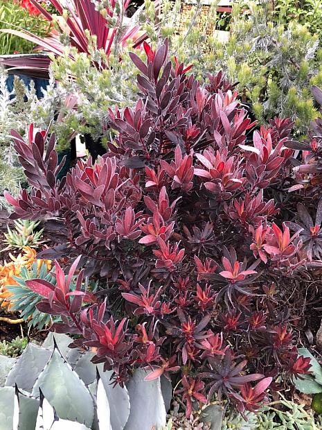 Leucadendron 'Ebony' - Ebony conebush