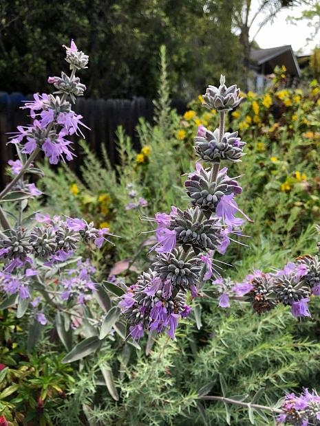 Salvia 'Desperado' - Sage