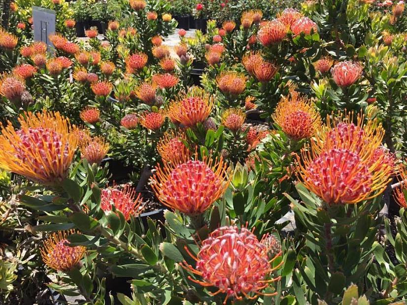 Leucospermum 'Scarlet Ribbon' - Pincushion