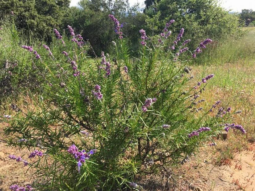 Trichostema lanatum - Woolly blue curls or California romero