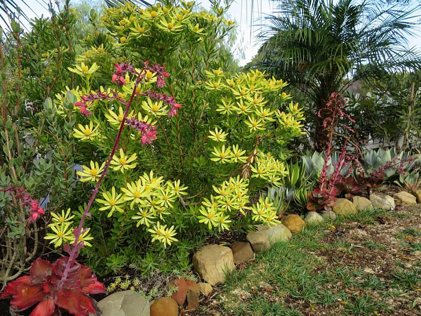 Leucadendron 'Wilson's Wonder' - No common name