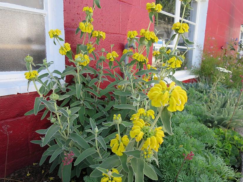 Phlomis fruticosa - Jerusalem sage