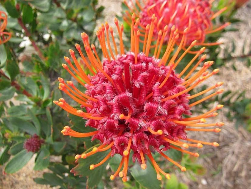 Leucospermum 'Scarlet Ribbon' - Pincushion
