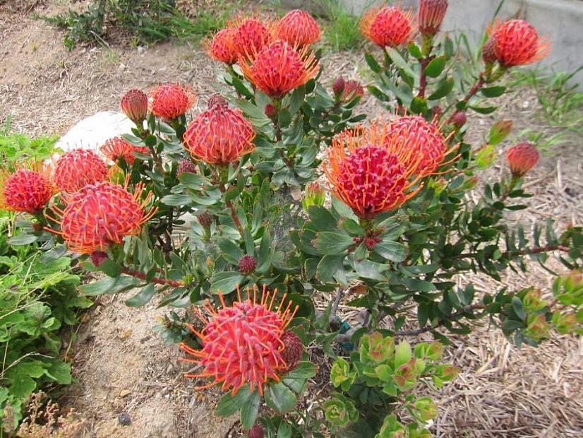 Leucospermum 'Scarlet Ribbon' - Pincushion
