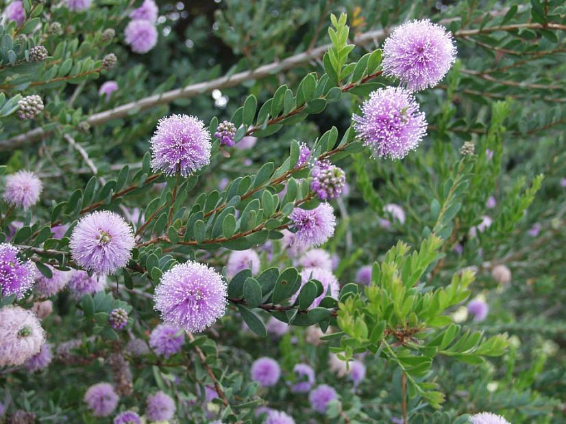 Melaleuca nesophila - Pink melaleuca