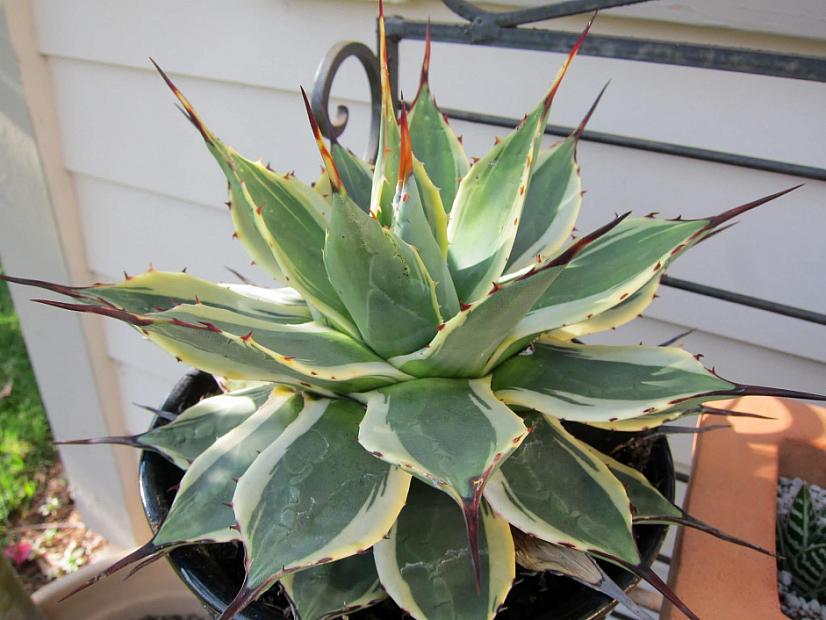 Agave parryi 'Cream Spike' - Agave