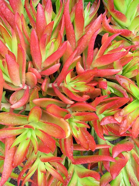 Crassula coccinea 'Campfire' - Crassula