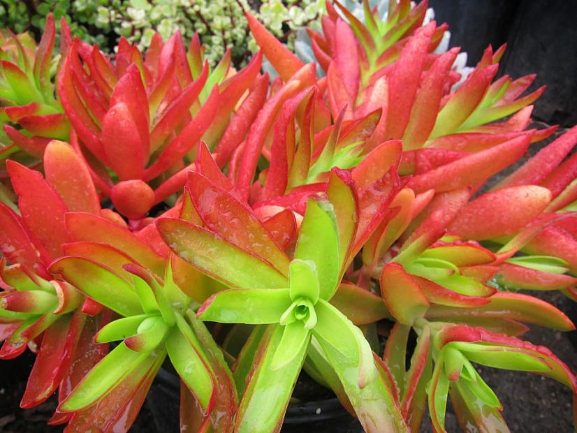 Crassula coccinea 'Campfire' - Crassula