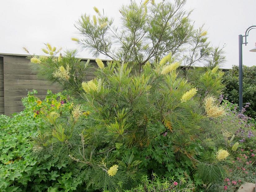 Grevillea 'Moonlight' - Spider flower