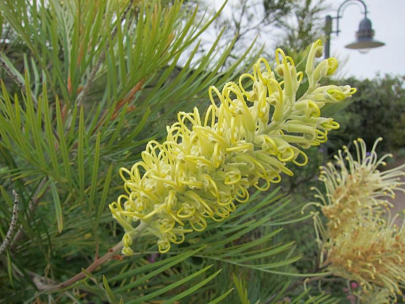 Grevillea 'Moonlight' - Spider flower