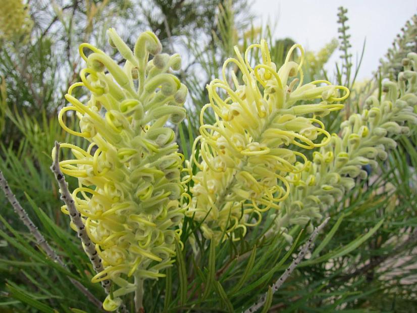 Grevillea 'Moonlight' - Spider flower