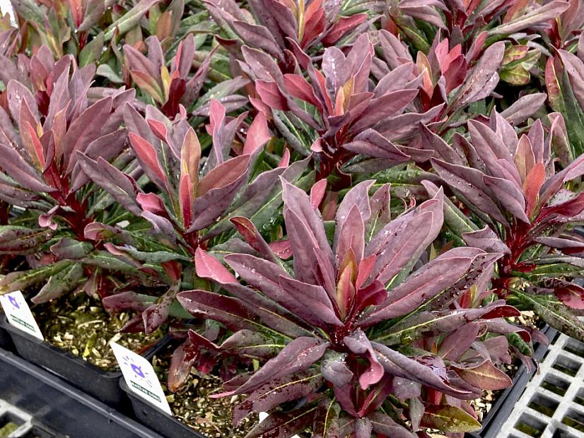 Euphorbia 'Ruby Hybrid' - Spurge