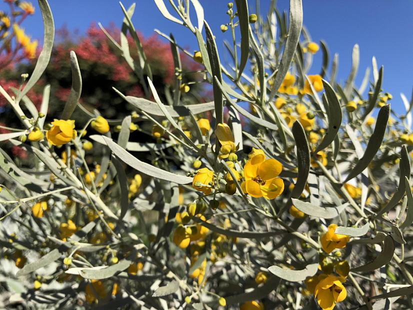 Senna phyllodinea - Silver leaf cassia
