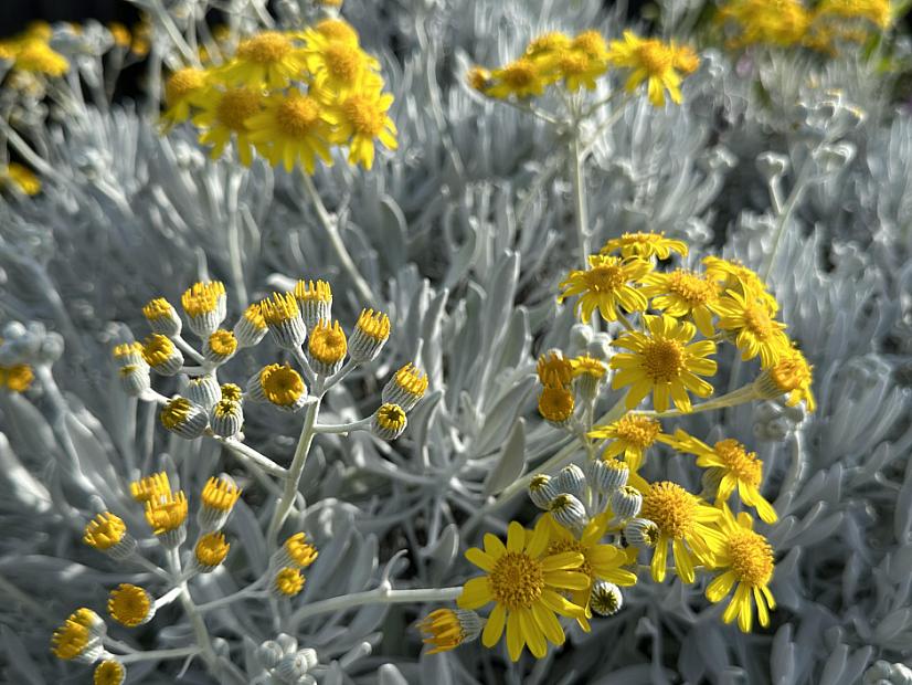 Senecio palmeri - Guadalupe Island senecio