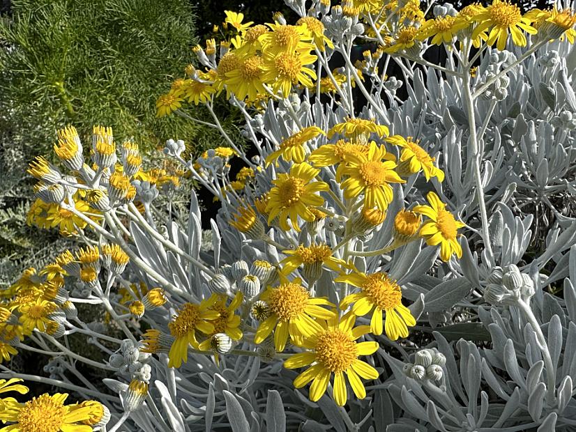 Senecio palmeri - Guadalupe Island senecio