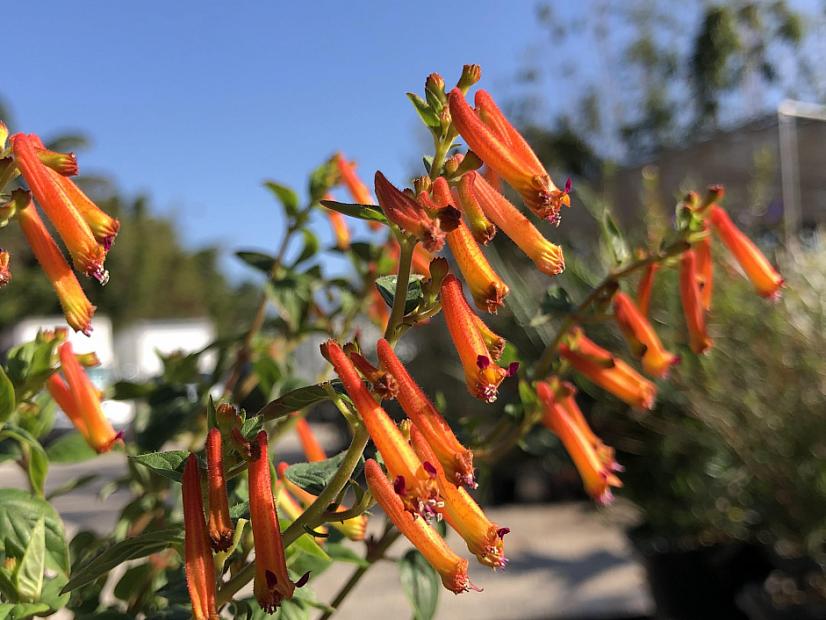 Cuphea 'Strybing Sunset' - False heather