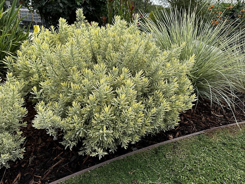 Lavandula x allardii 'Meerlo' - Meerlo Lavender