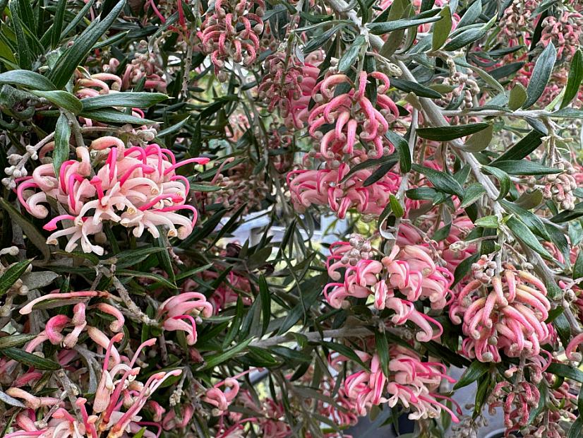 Grevillea 'Poorinda Signet' - Grevillea