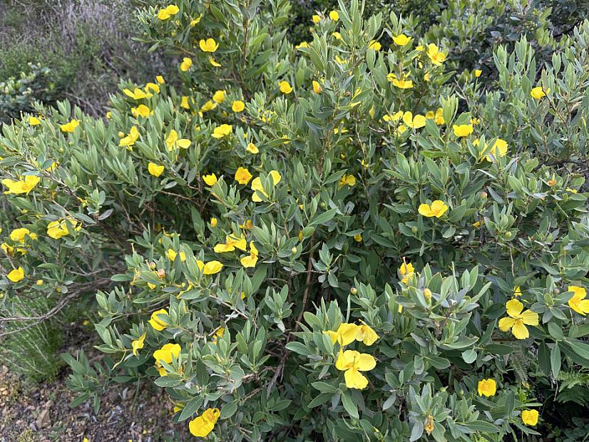 Dendromecon rigida - Bush poppy