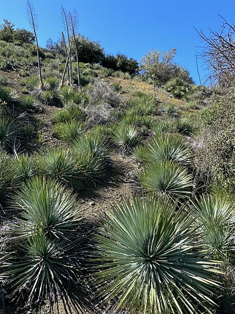 Yucca whipplei - Our Lord’s candle