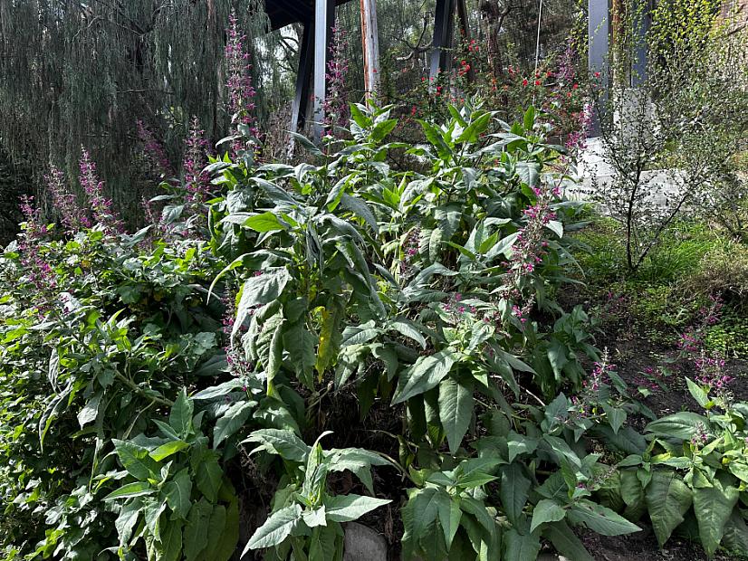 Lepechinia hastata - Mexican pitcher sage